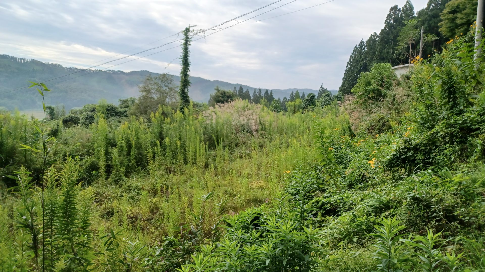 函館市の雑草が放置されたところ